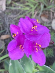 Tradescantia sillamontana