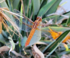 Libellula croceipennis