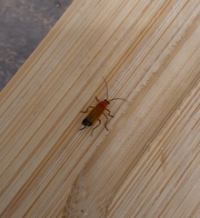 Rhagonycha fulva
