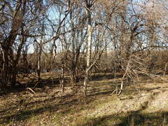 Gleditsia triacanthos inermis