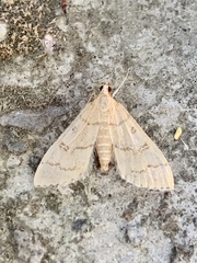Blepharomastix ranalis