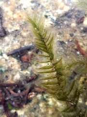 Fontinalis antipyretica