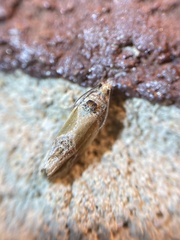 Eumarozia malachitana