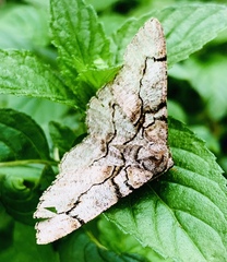 Iridopsis larvaria
