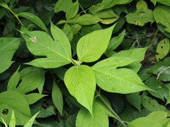 Calycomyza platyptera