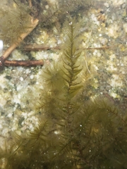Fontinalis antipyretica