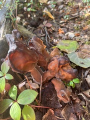 Gyromitra infula