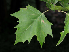 Ectoedemia clemensella