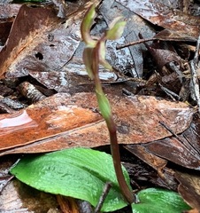 Chiloglottis trapeziformis