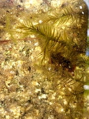 Fontinalis antipyretica