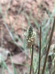 Plantaginaceae