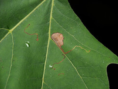 Ectoedemia clemensella