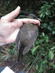 Turdus olivaceofuscus