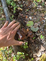 Gyromitra infula