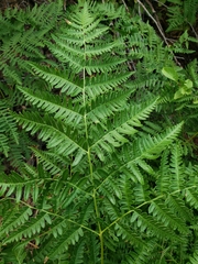 Pteridium aquilinum pubescens