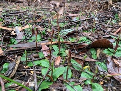Chiloglottis trapeziformis
