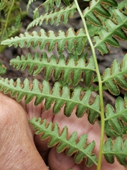 Pteridium aquilinum pubescens