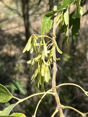 Fraxinus velutina