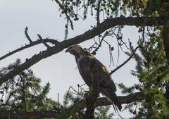 Buteo hemilasius