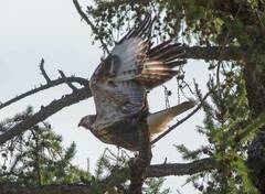 Buteo hemilasius