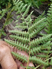 Pteridium aquilinum pubescens