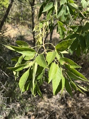 Fraxinus velutina