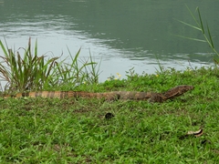 Varanus salvator macromaculatus