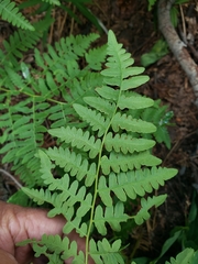 Pteridium aquilinum pubescens