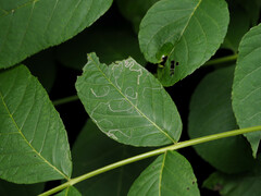 Stigmella betulicola