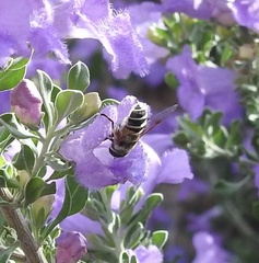 Eristalis stipator