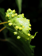 Daktulosphaira vitifoliae