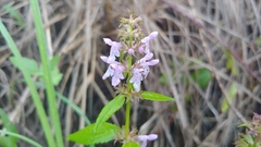 Stachys tenuifolia