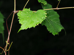 Daktulosphaira vitifoliae