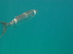 Sphyraena barracuda