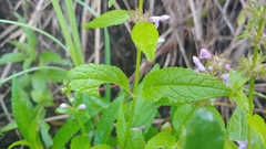 Stachys tenuifolia