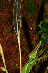Elaphoglossum