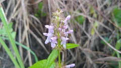 Stachys tenuifolia