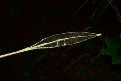 Elaphoglossum