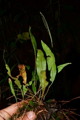 Elaphoglossum