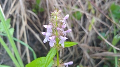 Stachys tenuifolia