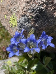 Gentiana parryi
