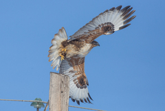 Buteo hemilasius