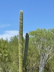 Pachycereus pringlei