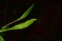 Elaphoglossum