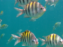 Abudefduf saxatilis