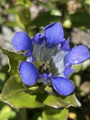 Gentiana parryi