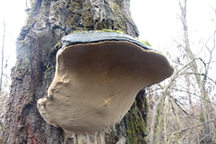 Phellinus igniarius
