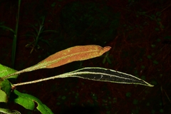 Elaphoglossum