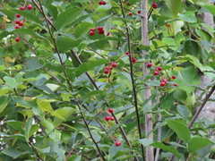 Prunus virginiana