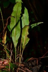 Elaphoglossum